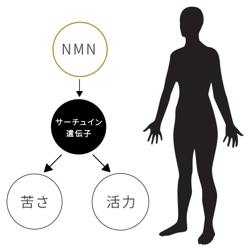 NMN（点滴）